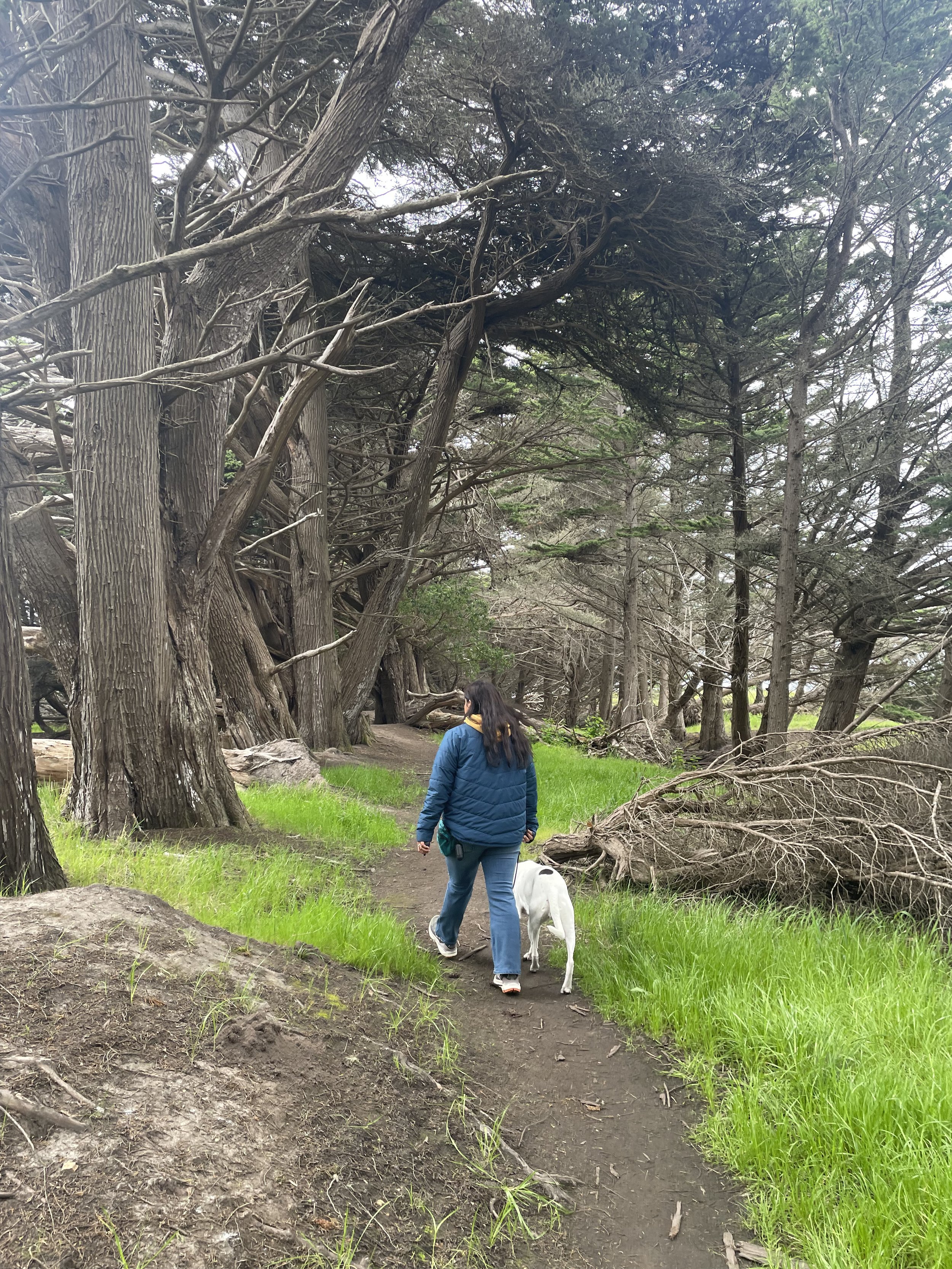 Dog walker in Orinda walking a white pitbull in a park